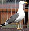 adult graellsii in May, ringed in the Netherlands. (74841 bytes)